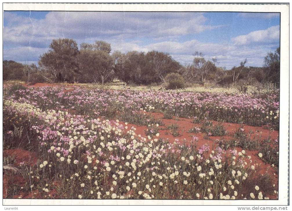 (202) Australia - WA Wild Flowers - Outback
