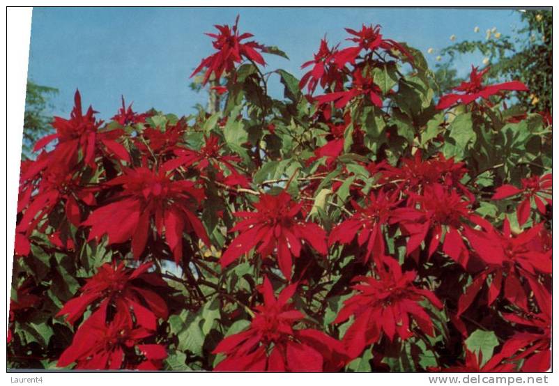 (899) Australia - QLD - Double Red Poinsettia  (older Card) - Sunshine Coast