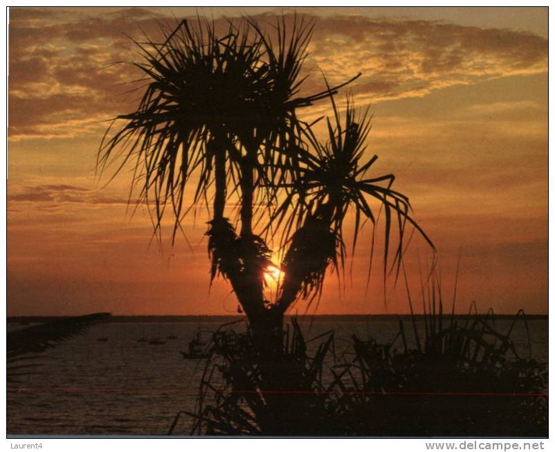 (899) Australia - NT - Darwin Sunset With Pandanus Tree - Darwin
