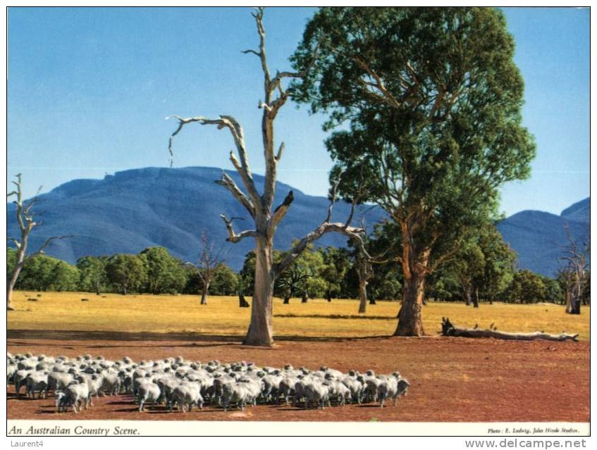 (899) Australia - Country Scene With Sheep - Outback