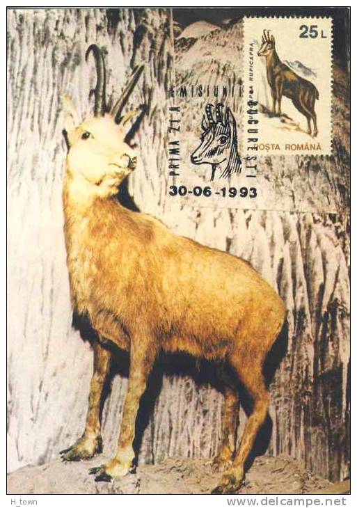 Chamois: Carte Maximum Roumanie, Oblitération 1er Jour 1993 - Maximum Card From Romania With FDCancel. Mountain Montagne - Animalez De Caza