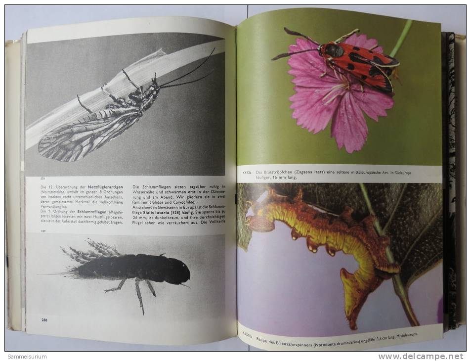 "Das Große Bilderlexikon Der Insekten" Von V.J.Stanek - Animales