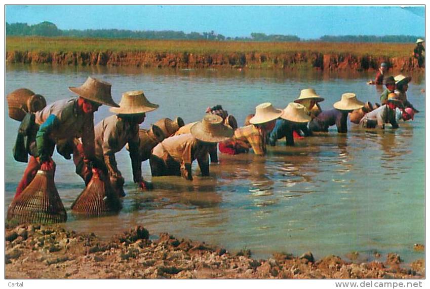 THAI Farmer's Fish-fishing (Phorn Thip, N° 829) - Thaïlande