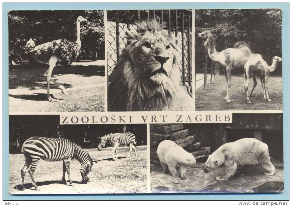 AK ZOO ZAGREB-KROATIEN-alte - Zebras