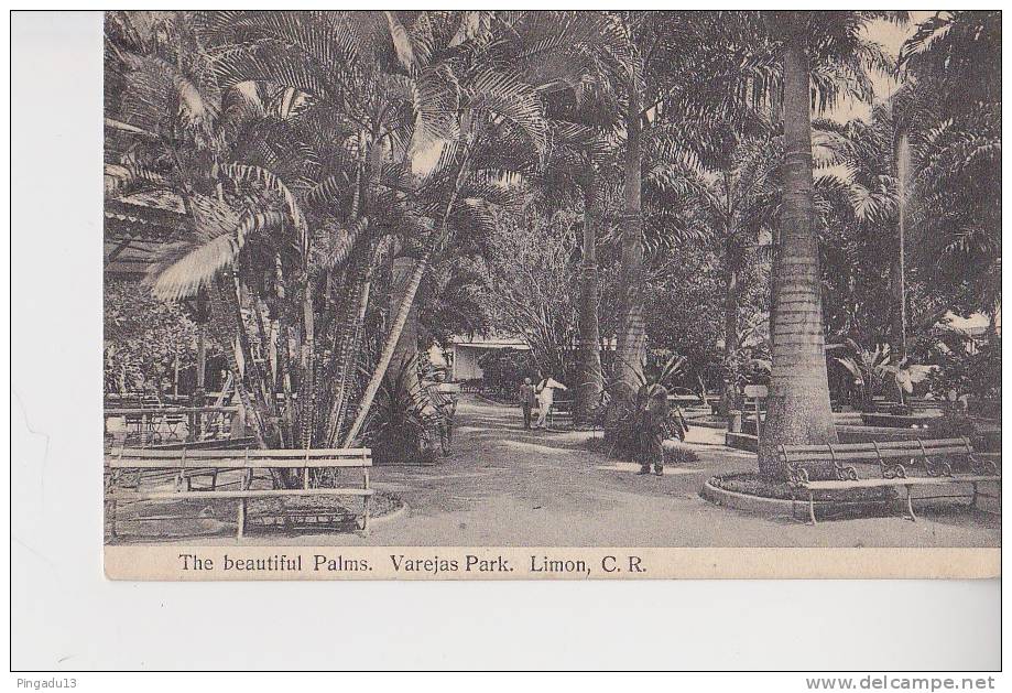 The Beautiful Palms Varejas Park Limon CR Costa Rica  Circulé 22 Février 1915 Pour St Omer Pas De Calais - Costa Rica