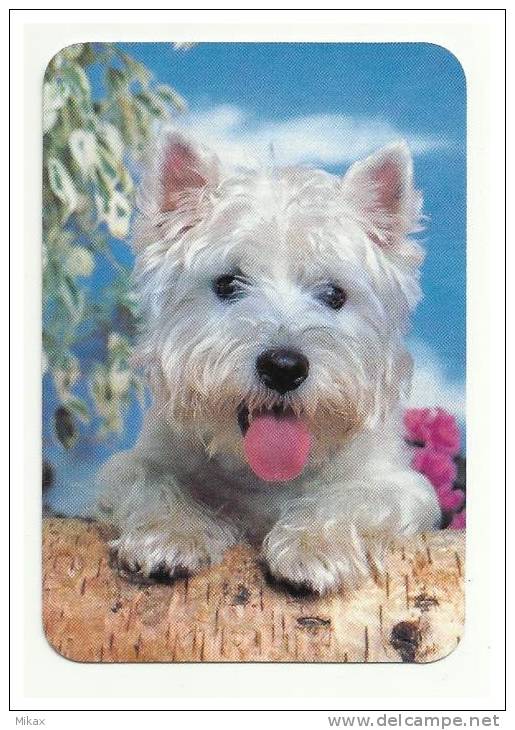 Dog / Cão - Portuguese Pocket Calendar 2000 - Formato Piccolo : 1991-00