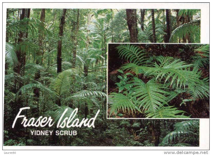 (100) Australia - QLD - Fraser Island - Sunshine Coast