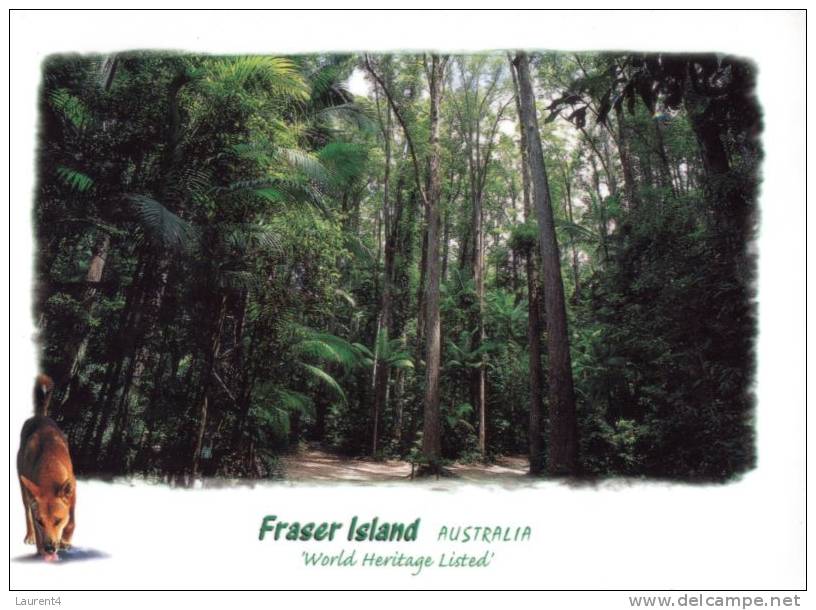 (100) Australia - QLD - Fraser Island - Sunshine Coast
