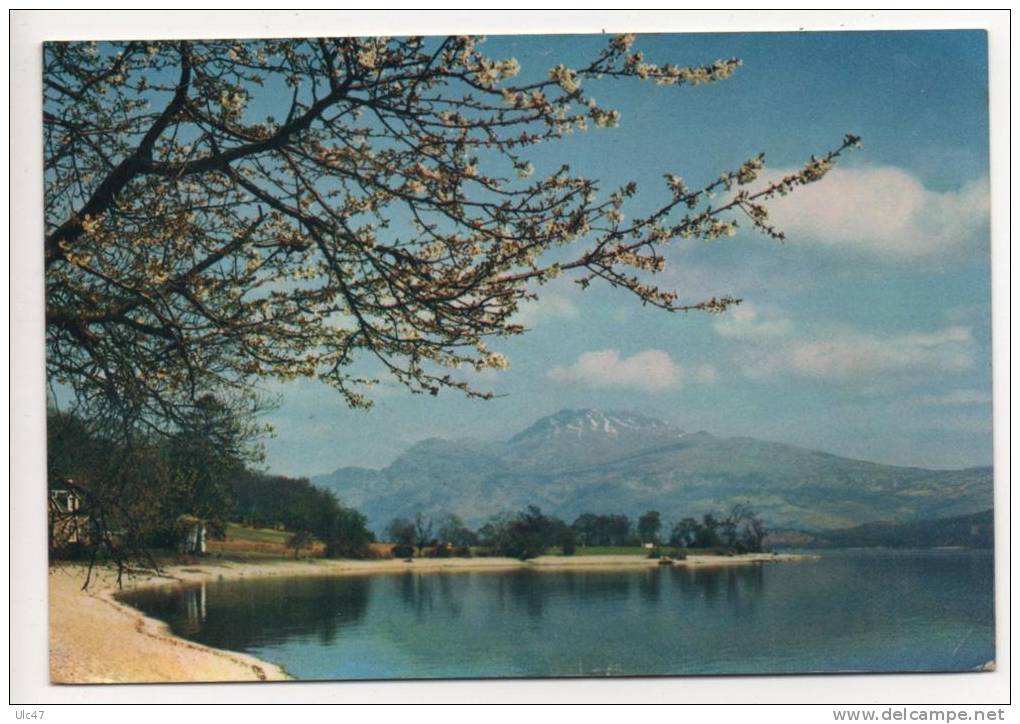 - LOCH LOMOND AND BEN LOMOND  From Luss, Dunbartonshire. - Scan Verso - - Dunbartonshire