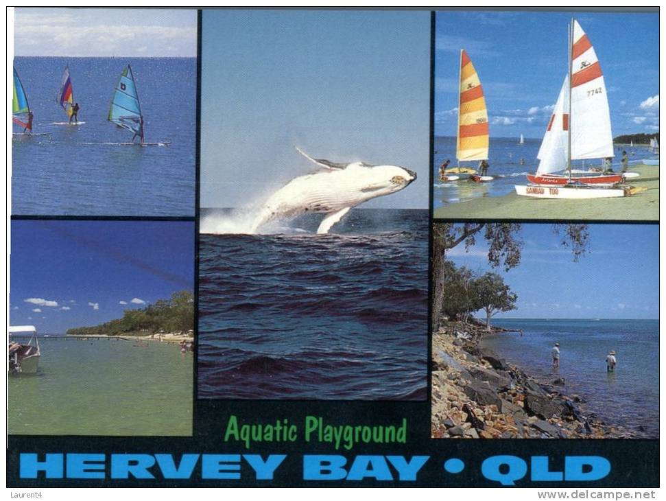 (777) Australia - QLD - Hervey Bay With Whale Breaching - Sunshine Coast