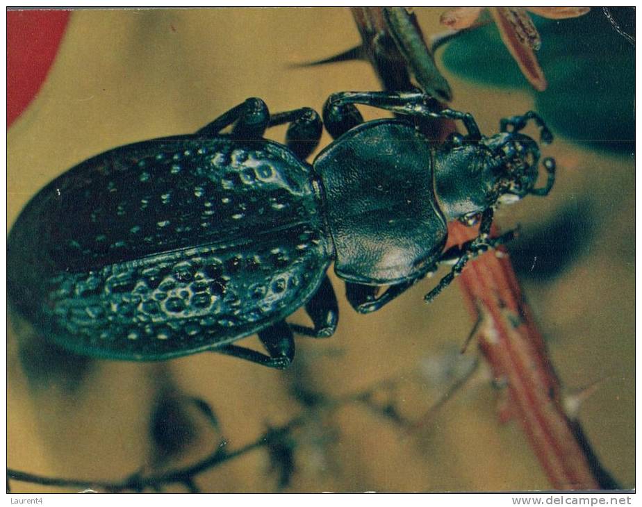 (178) Insect Russian Printed Postcard - Carte Postale Russe D´insecte - Insects