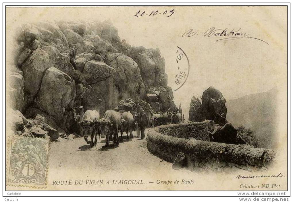 Dépt 30 - ROUTE DU VIGAN À L'AIGOUAL - Groupe De Boeufs - Carte Précurseur (dos Non Divisé) - Autres & Non Classés