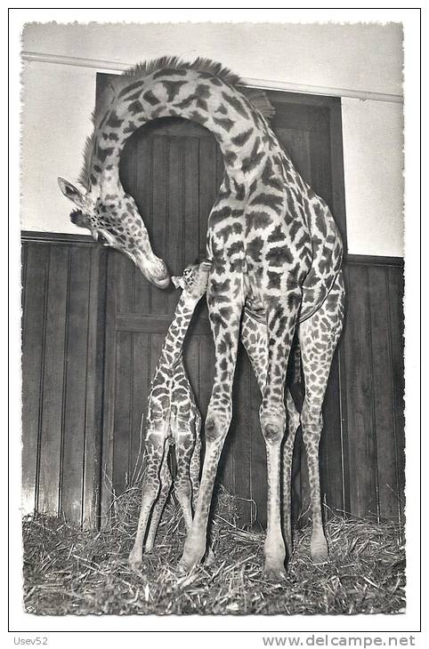 CPSM Zoo De Bâle - Girafe "Susi" Avec Son Petit "Baschi" - Giraffe