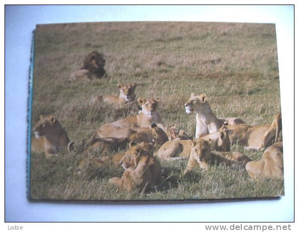 Afrika Africa Kenya Lions - Kenia