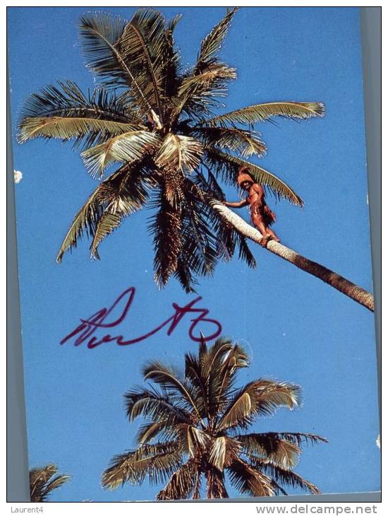 (333) Coconut Tree Climbing - Tonga