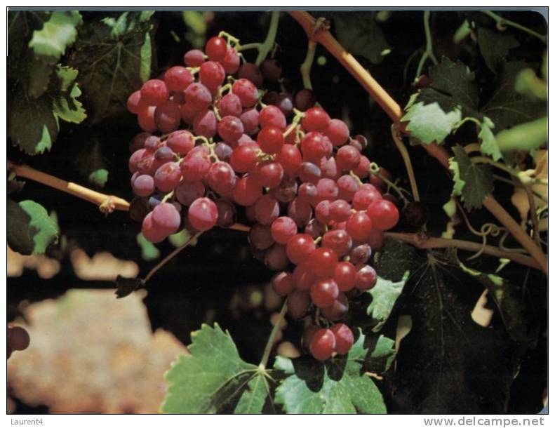 (370) Australia - NSW - Polkolbin - Grappes - Outback