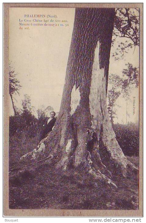 NORD - PHALEMPIN - ARBRES - LE GROS CHENE AGE DE 600 ANS - éditeur Petit - Autres & Non Classés