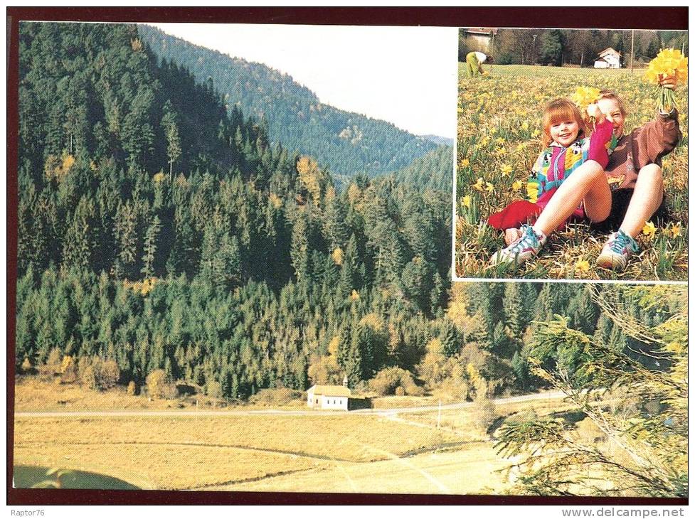 CPM Animée Neuve 88 PLAINFAING La Cueillette Des Jonquilles Au Rudlin - Plainfaing