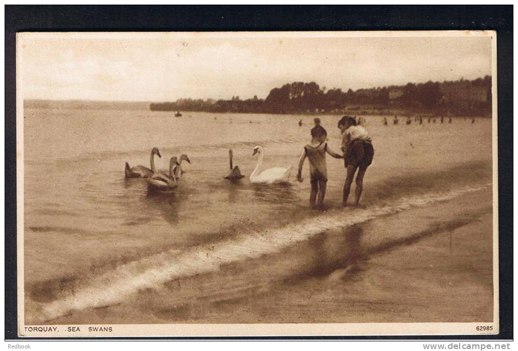 RB 931 - Postcard - Sea Swans At Torquay Devon - Bird Theme - Torquay