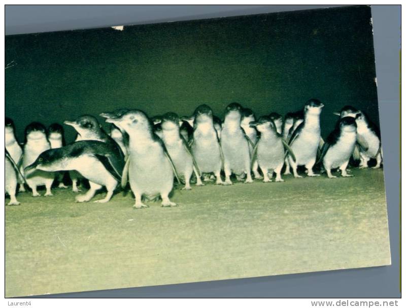 (765) Australia - Phillip Island Fairy Penguin - Autres & Non Classés