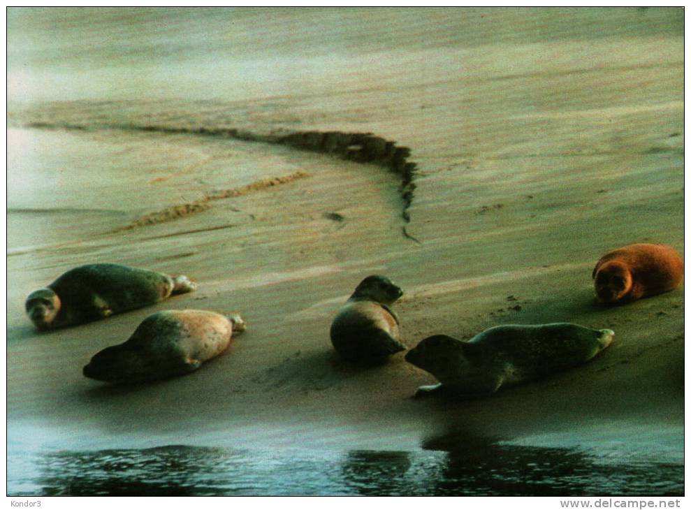 Seehunde Auf Der Sandbank An Der Nordsee - Norderney