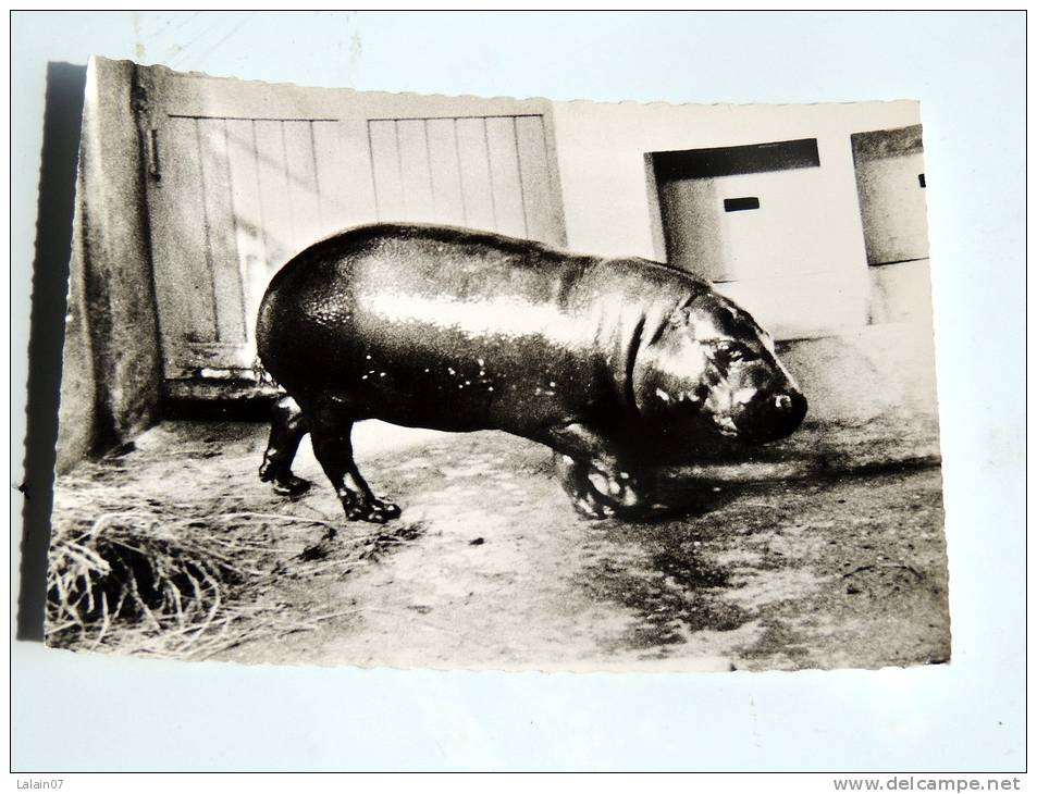 Carte Postale Ancienne : Hippopotame Nain Du Liberia - Hippopotamuses