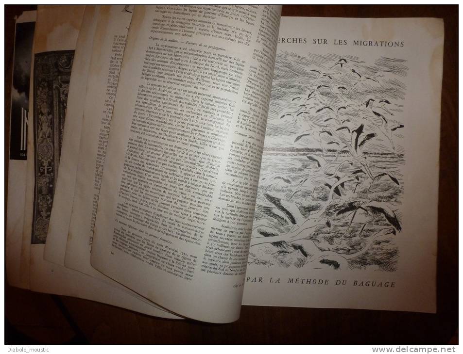 1952  N° 9    PLAISIR De La CHASSE... Voir Aussi : Eléphant Du Gabon.... Envoi Gratuit Pour La France Et Le Monde Entier - Jacht/vissen