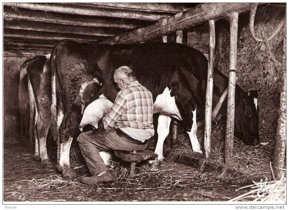 Les Vieux Métiers ( Les Vosges) -La Ferme-L´écurie-La Traite De La  Vache-Photo De Joël Couchouron - Farmers