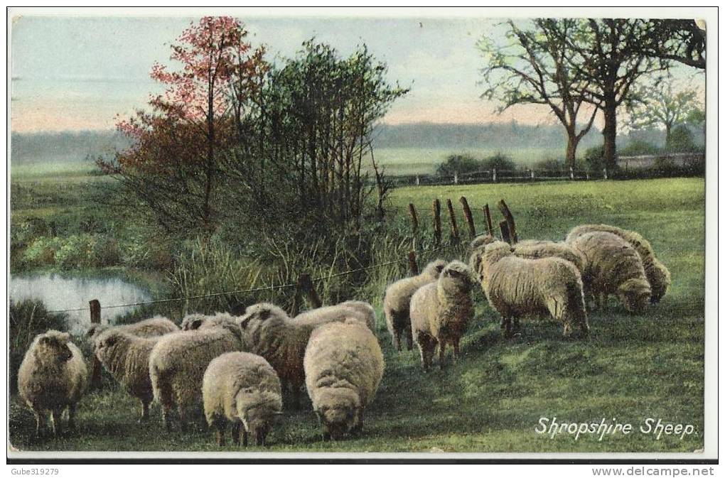 UNITED KINGDOM 1907 - SHROPSHIRE SHEEP  SHINING -ADDR TO HINDHEAD SURREY  W 1 ST OF 1/2 PENNY  POSTM - LONDON W NOV 7, 1 - Shropshire