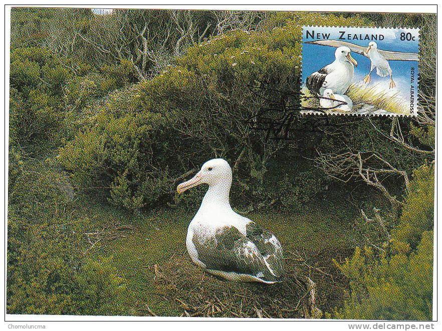 Albatros Diomedeidae Diomédéidé Albatross Albatrosse Diomedeidi - Albatros & Stormvogels