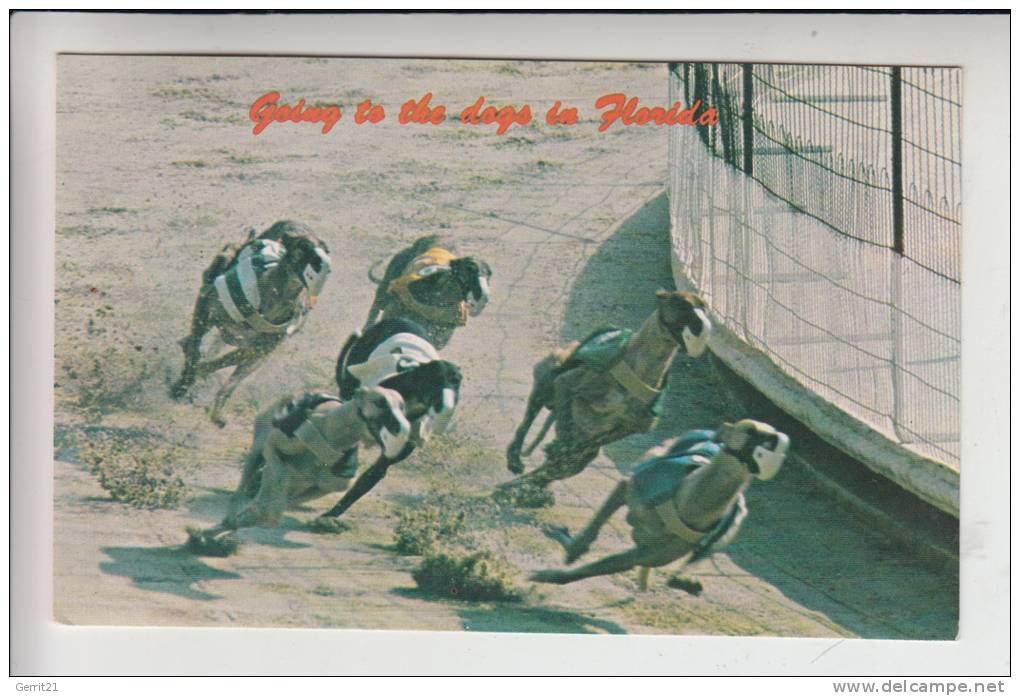 TIERE - HUNDE - Hunderennen - Dog Racing - Courses De Chiens - Corse Di Cani - Hond Racen - Florida/USA - Hunde