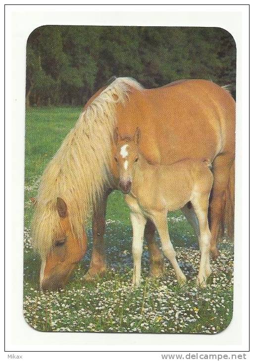 Cavalos / Horses / Portuguese Pocket Calender 2000 - Formato Piccolo : 1991-00