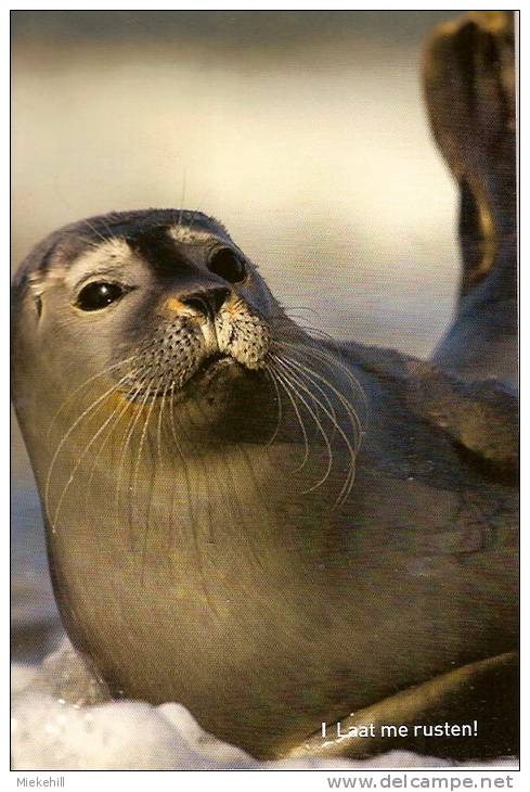 OOSTDUINKERKE-KOKSIJDE-PHOQUE-ZEEHOND - Oostduinkerke