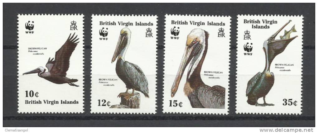 TOP!! BRITISH VIRGIN ISLANDS * PELIKANE * PRACHTSATZ **!! - British Virgin Islands