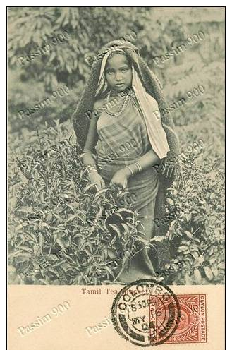 SRI LANKA (CEYLON) - TAMIL TEA PLUCKER - 1904 - Sri Lanka (Ceylon)