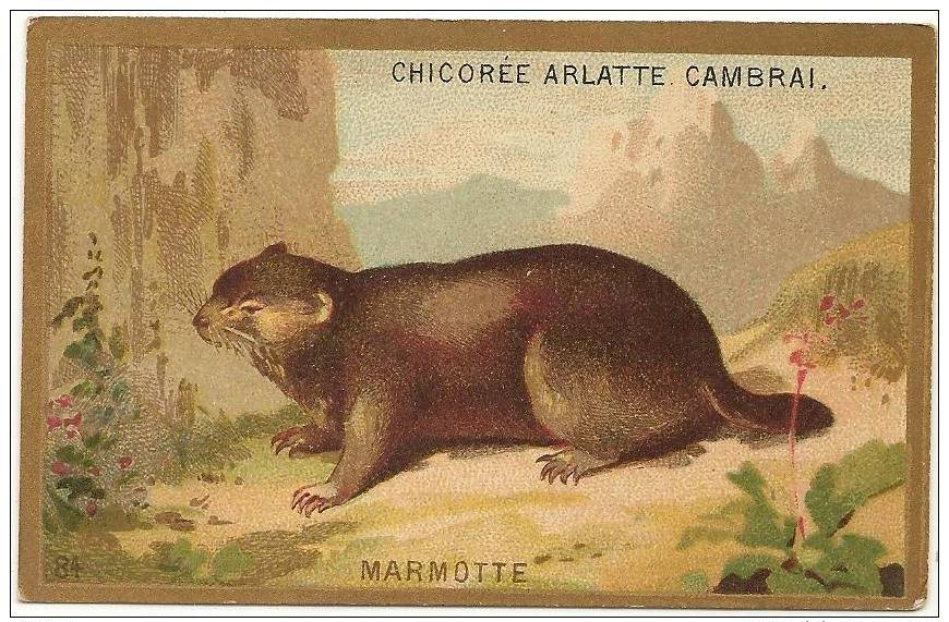 Chromo  Chicorée  Arlatte & Cie  Cambrai  Animaux De La Fôret  Marmotte   /c4194 - Altri & Non Classificati