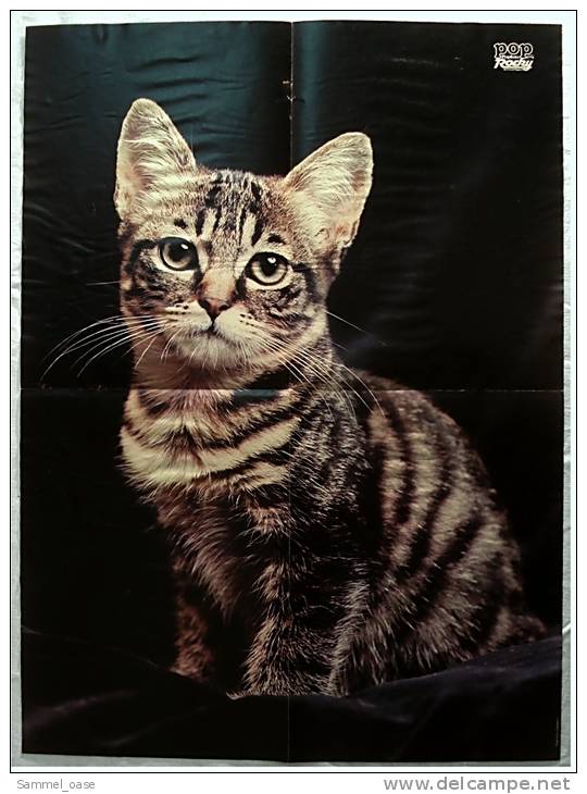 Musik Poster  Barclay James Harvest -  Rückseitig : Katze  -  Von Pop Rocky 1980 - Affiches & Posters