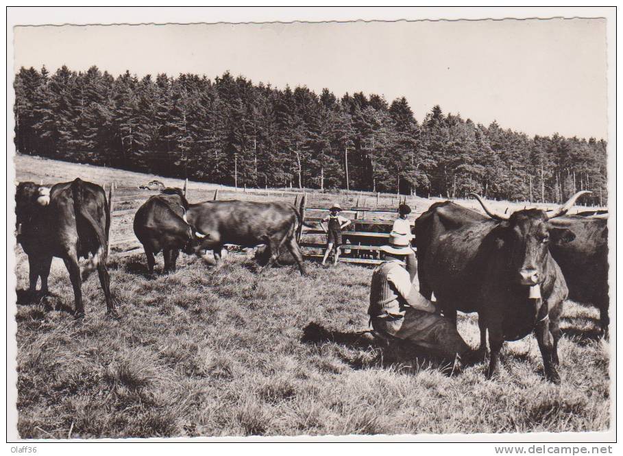 CPSM REGION AUVERGNE  La Traite Des Vaches En Montagne N°264 - Auvergne