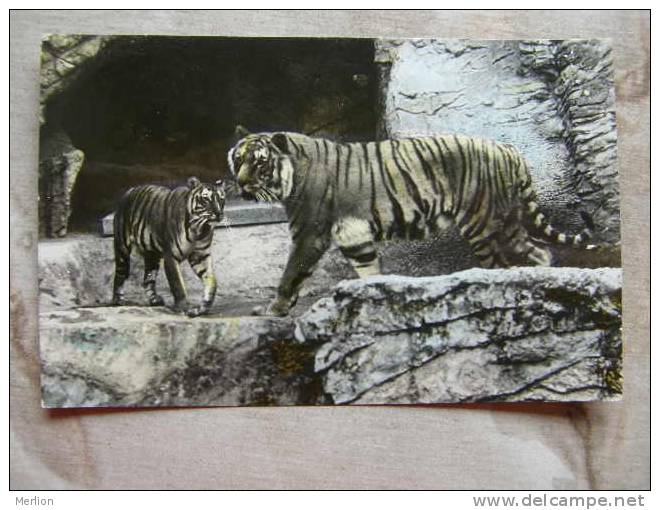 Tiger - Tigre -  RPPC -Torino 1941 -  Belgium - Sent To Mersch  Luxembourg   D103981 - Tigers