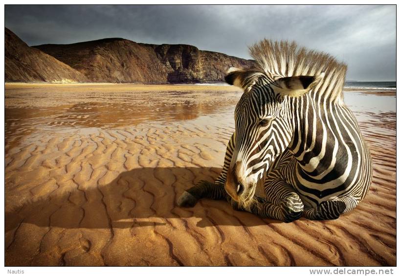 New Postcard, Postkarte, Carte Postale, Animal, Tier, Animale, Beach, Coast, Sand, Zebra - Zebras