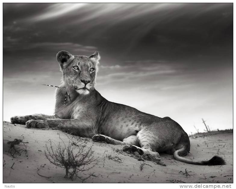 New Postcard, Postkarte, Carte Postale, Animal, Tier, Animale, Lion, Lioness, Savanna, Black And White - Lions