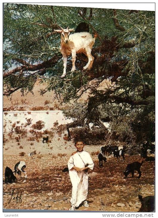 (105) Morocco - Young Goat Farmer - Goats Are In The Tree - Jeune Fermier De Chèvre Dans Arbre - Fidschi