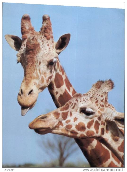 (105) Girafes - Giraffen