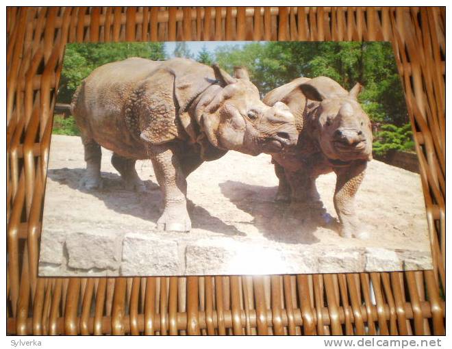 Postkarte Postcard Rhinoceros Unicornis - Rhinoceros