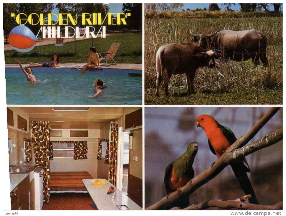 (456) Australia - VIC - Mildura Golden River Camping And Indian Water Buffalo - Mildura