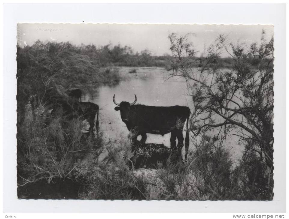 13-CAMARGUE - TORO SOLITAIRE DANS LES TAMARINS-tbb Non Ecrite . -- RECTO/ VERSO  ---100.31 - Other & Unclassified