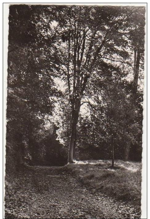 CPSM 95 LOUVRES Sous Bois Dans Le Parc Du Centre S.N.C.F. 1963 - Saint-Avertin