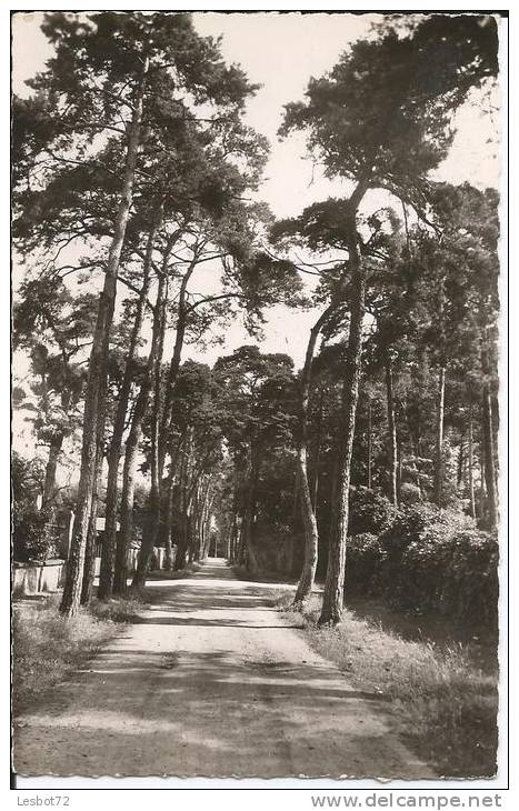 Cpsm, Beauchamp (S.-et-O., 95), Avenue Des Sapins - Beauchamp