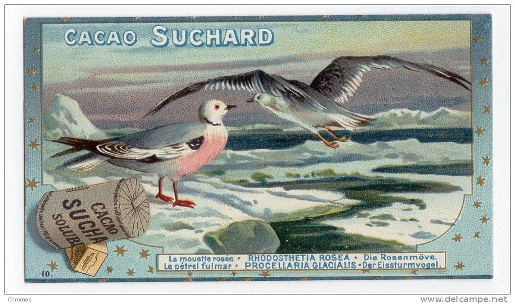 Chromo SUCHARD, 104 / 10, Fauna Polaris, La Mouette - Suchard