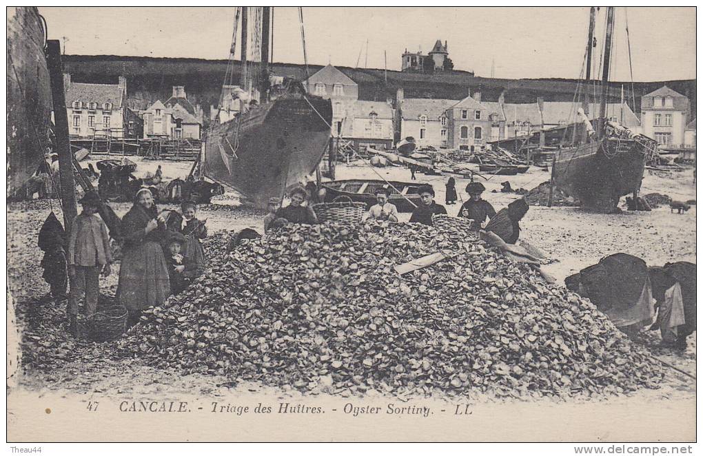 &curren;&curren;  47 -  CANCALE - Triage Des Huîtres   &curren;&curren; - Cancale